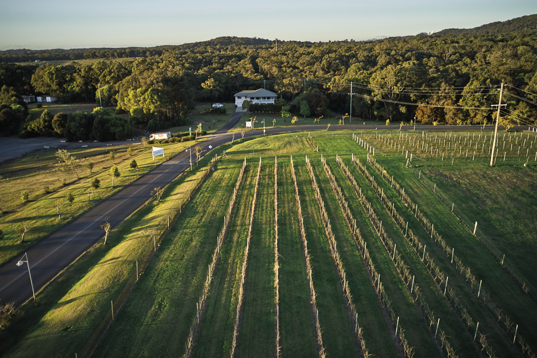 Sirromet wines vineyard